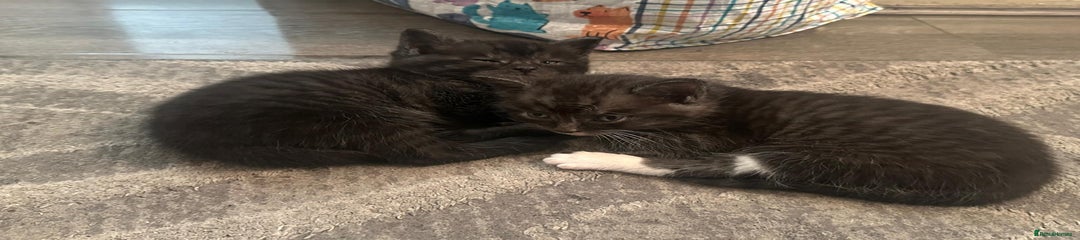 Mixed Breed Kitten 3/4