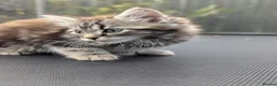 European cats for sale: Playful kittens  - Advert 6