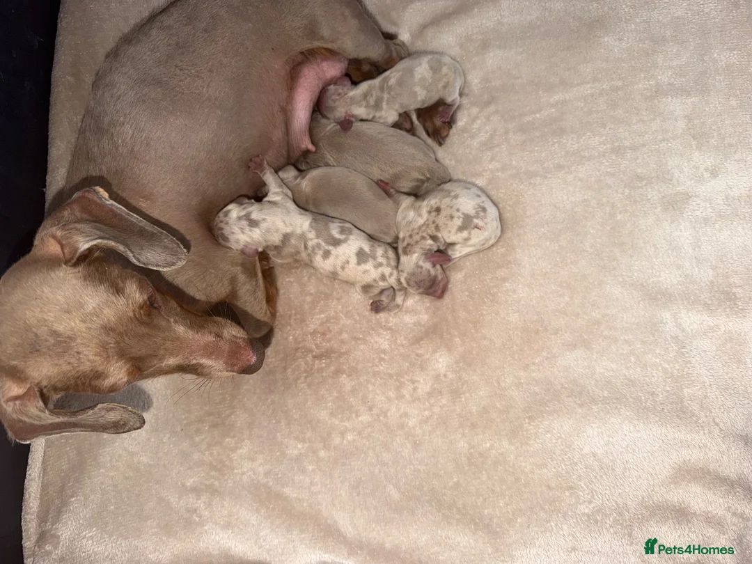 Miniature Dachshund dogs for sale: Miniature dachshund puppies - Advert 2