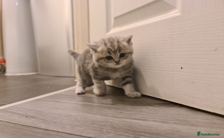 British Shorthair cats - Advert 3