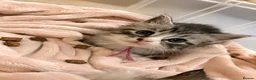 Ragcoon cats for sale: Ragcoon kittens 🐾  - Advert 5