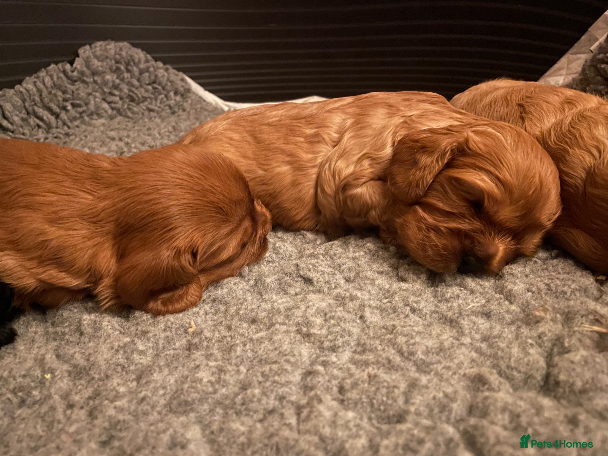 Cavalier King Charles Spaniel dogs for sale: King Charles cavalier babies  - Advert 17