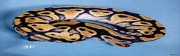 Python Snake reptiles for sale: Hatchling Royal Python's Females - Advert 12
