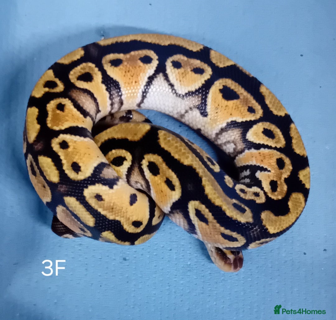 Python Snake reptiles for sale: Hatchling Royal Python's Females - Advert 12