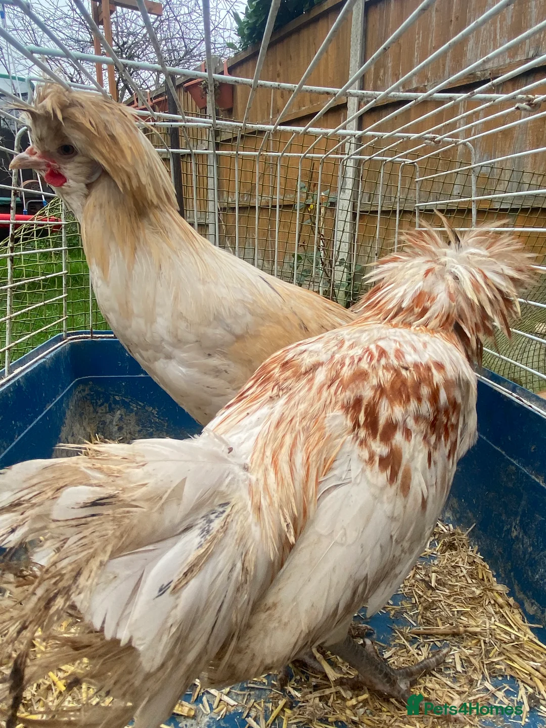 Mixed Breed poultry for sale: Chicken and quails available, see details please  - Advert 2