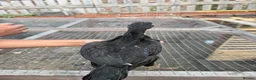 Mixed Breed poultry for sale: BrazillianXGerman O shamo - Advert 4