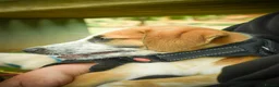 Mixed Breed dogs for adoption: Bentley - the cuddle monster - Advert 5