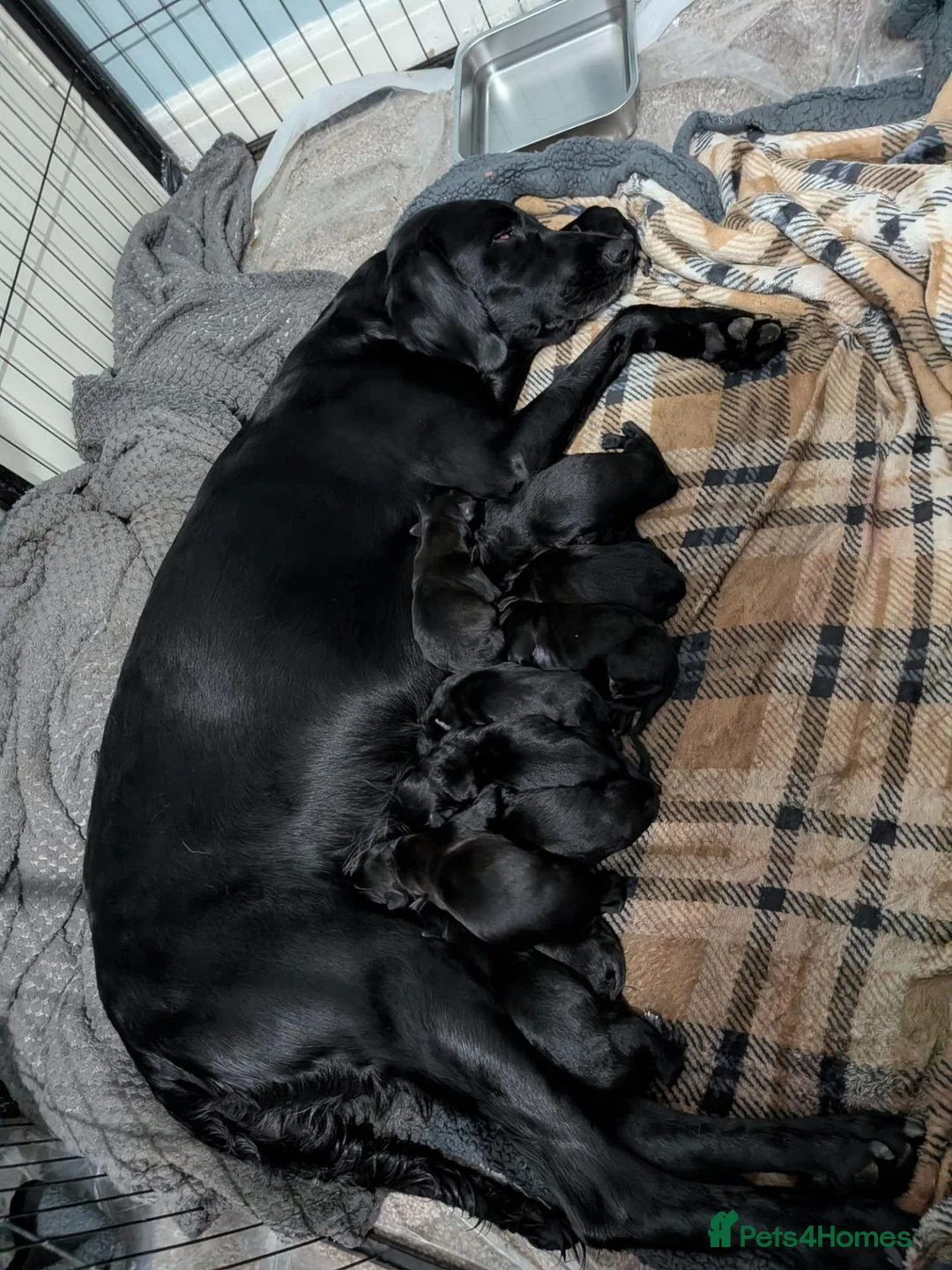 Mixed Breed dogs for sale: Beautiful puppies ready for forever homes in Preston - Advert 1