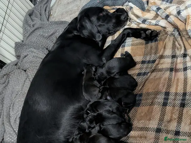 Mixed Breed dogs Beautiful puppies ready for forever homes - Advert 23