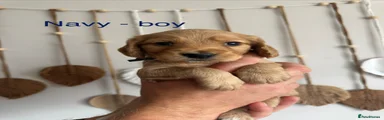 Navy - Boy