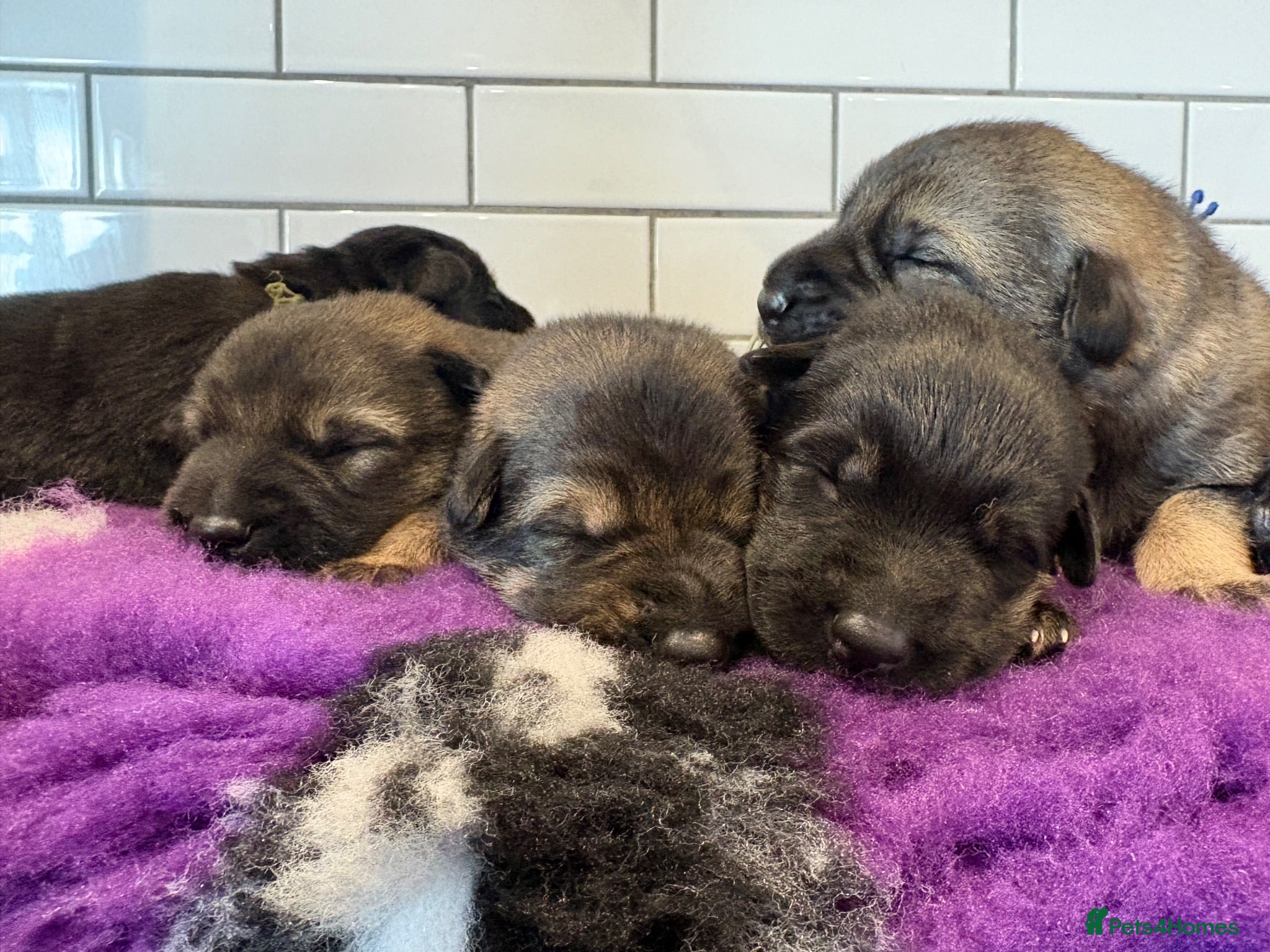 German Shepherd dogs Fully health tested German shepherd Puppies. - Advert 2