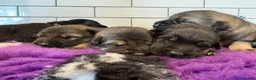German Shepherd dogs for sale: Fully health tested German shepherd Puppies. - Advert 9