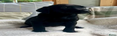 Labrador Retriever 2