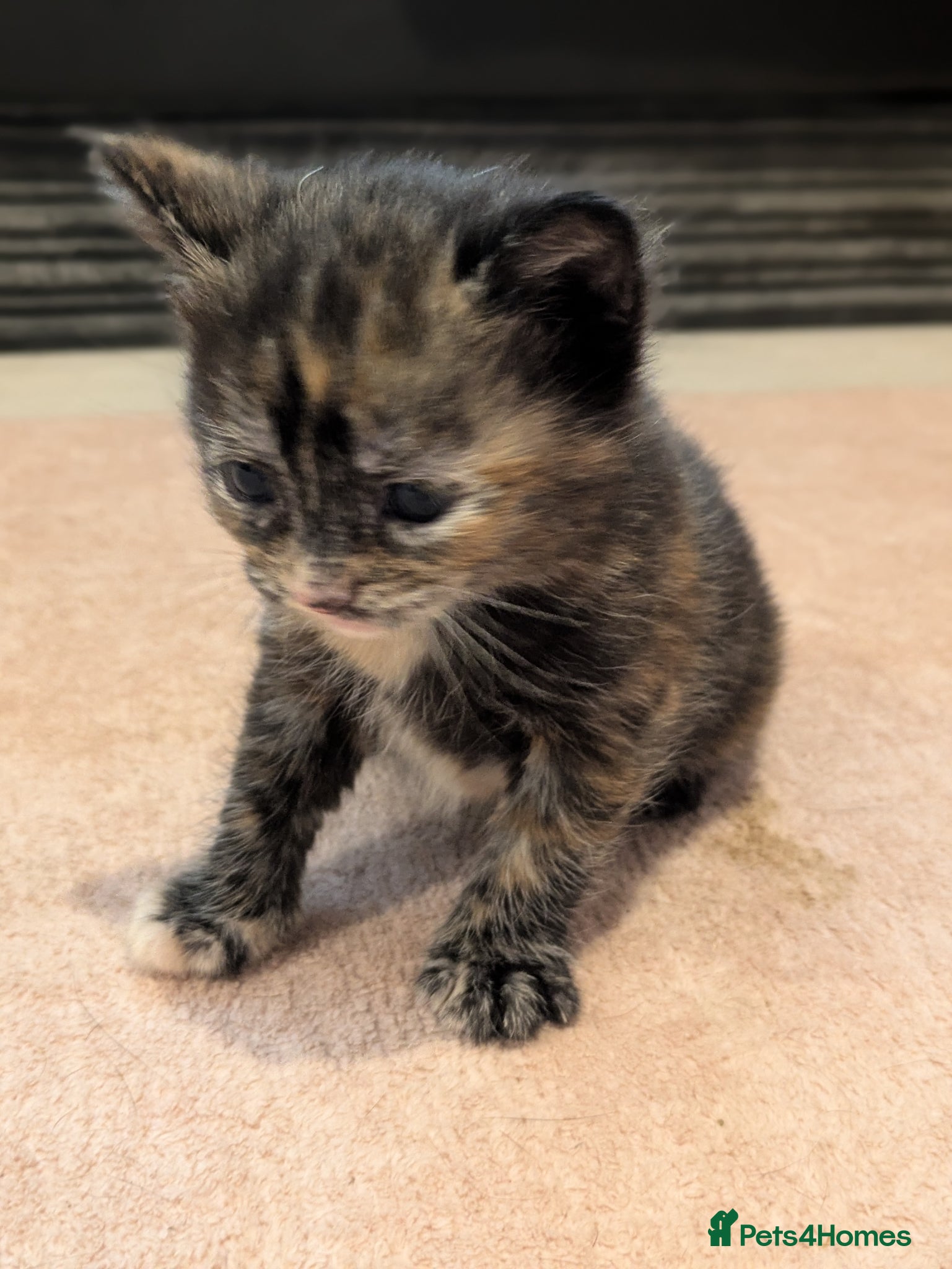 Mixed Breed cats Beautiful American short hair cross Kittens - Advert 13