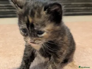 Mixed Breed cats Beautiful American short hair cross Kittens - Advert 6