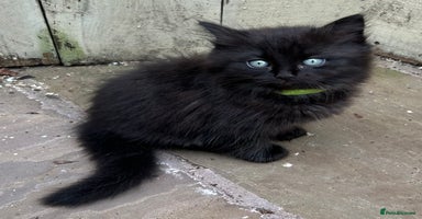 Ragdoll cats - Advert 5