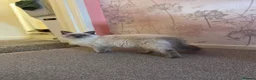 Ragdoll cats for sale: purebred Ragdoll - Advert 3