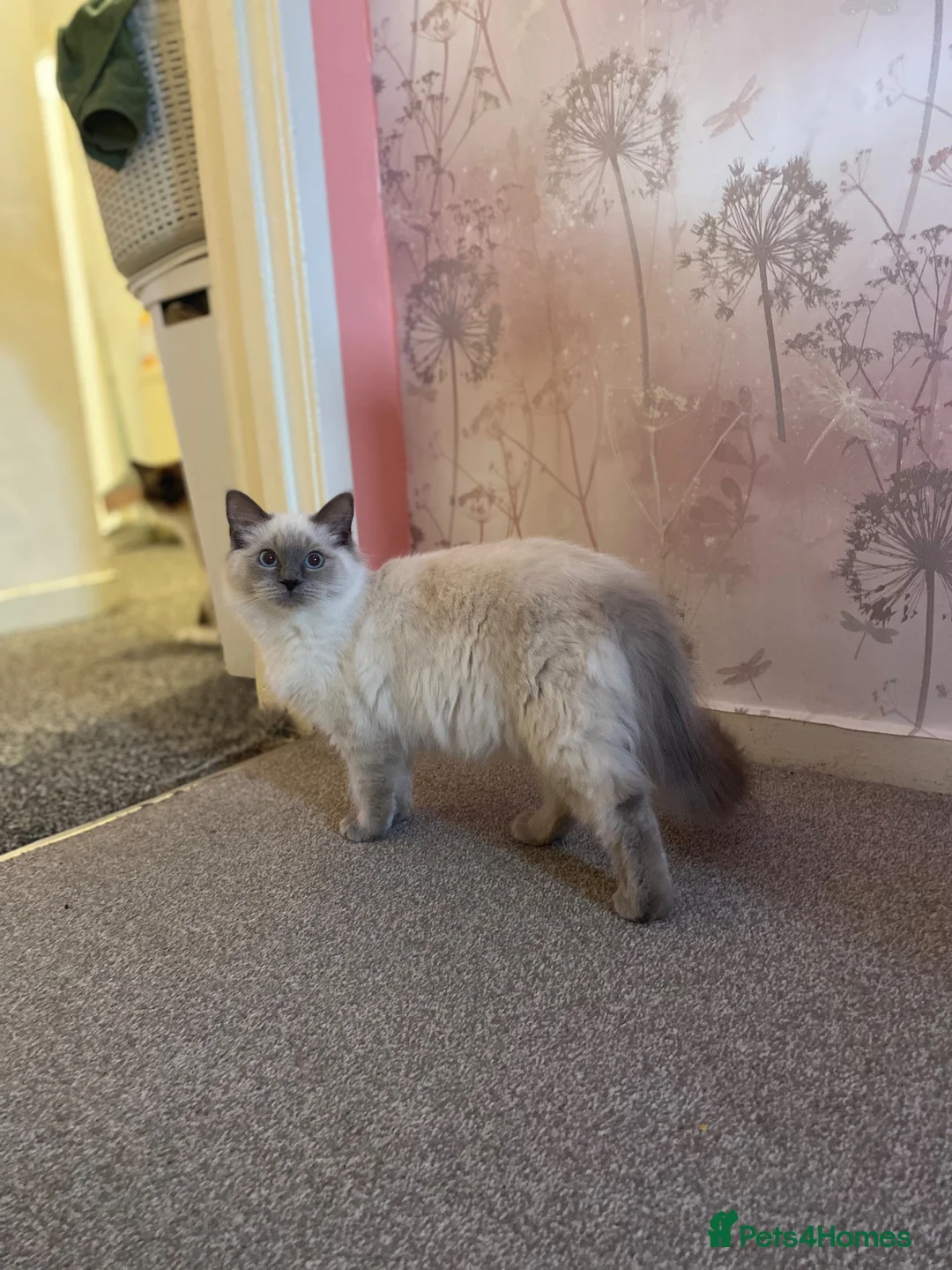 Ragdoll cats for sale: purebred Ragdoll - Advert 3