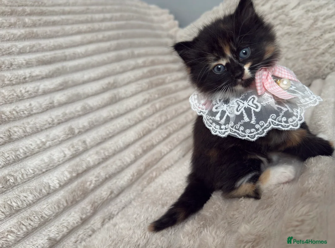 Mixed Breed cats for sale: Sweet kittens are looking for a new home. - Advert 18