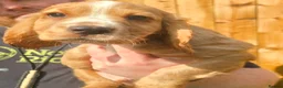 Cocker Spaniel dogs for sale: kc fully vaccinated male cocker spaniel  - Advert 5