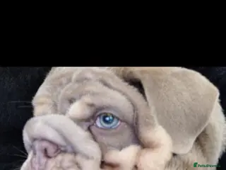 English Bulldog dogs for sale: MALE - Advert 1