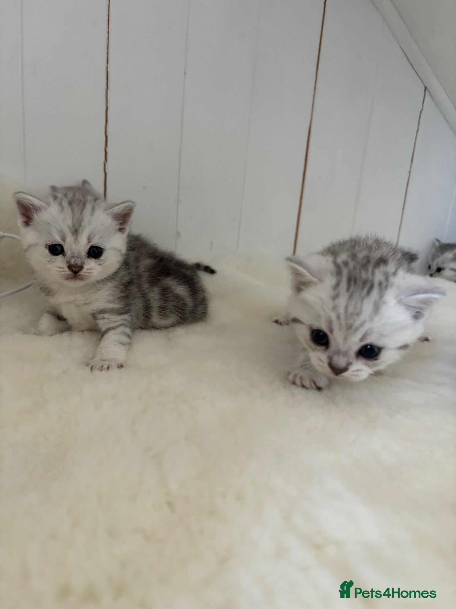 British Shorthair cats Stunning Snow Spot BSH Kittens  - Advert 2