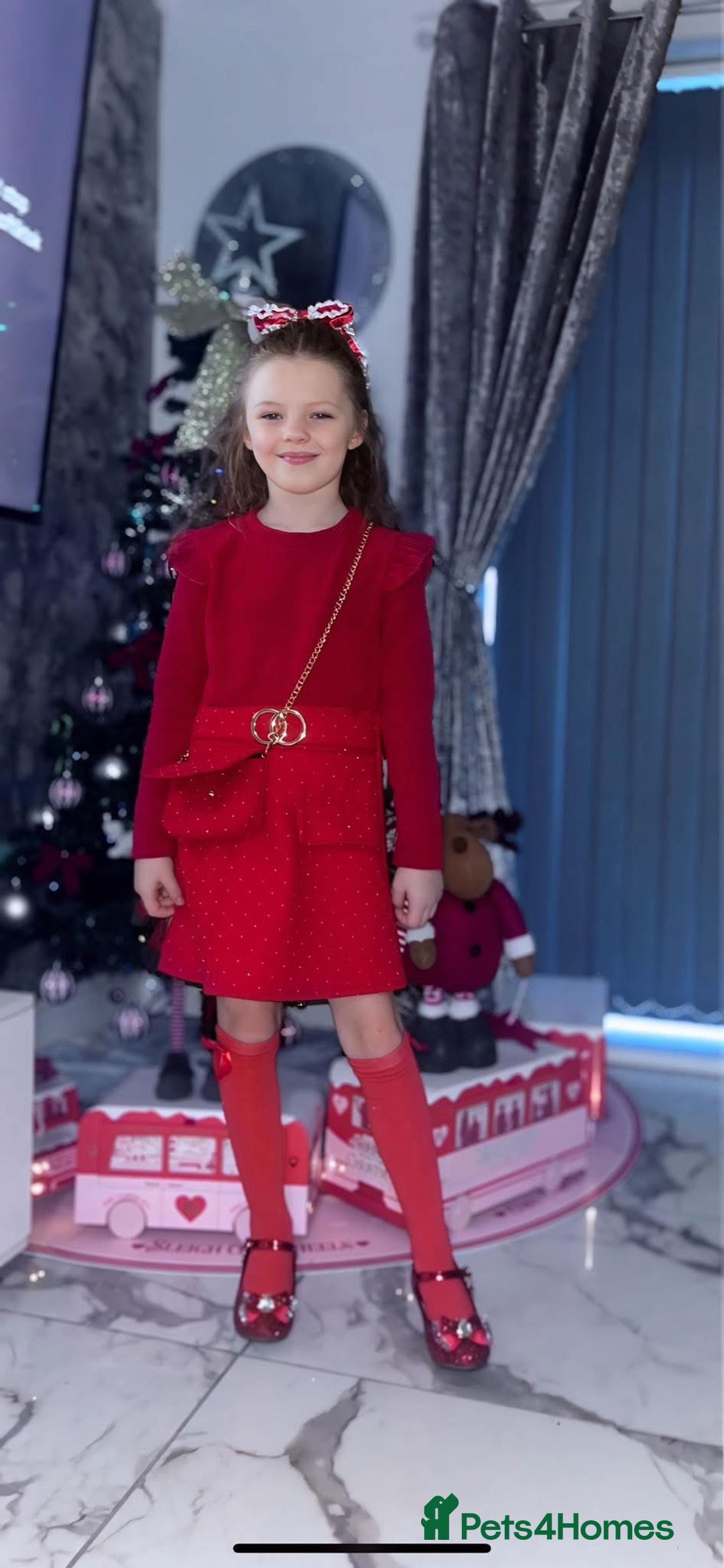 Python Snake reptiles for sale: Ball pythons / royal pythons  - Advert 6