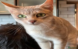 Savannah cats for sale: Stunning Savannah cats for sale - Image 8