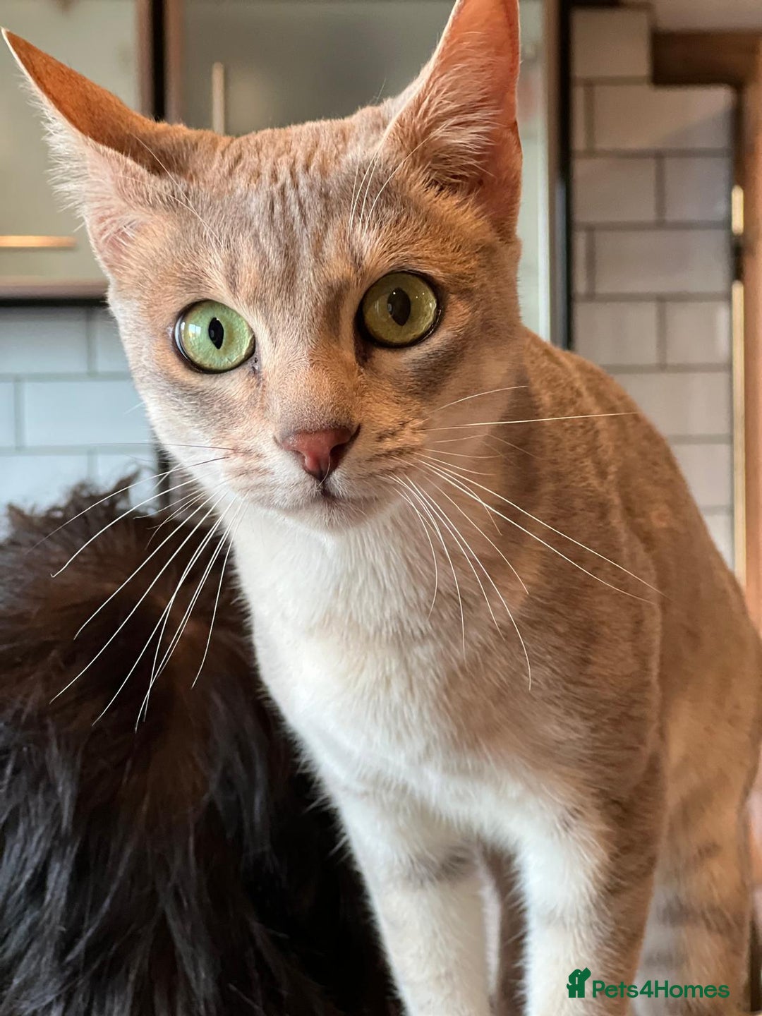 Savannah cats for sale: Stunning Savannah cats for sale - Image 8