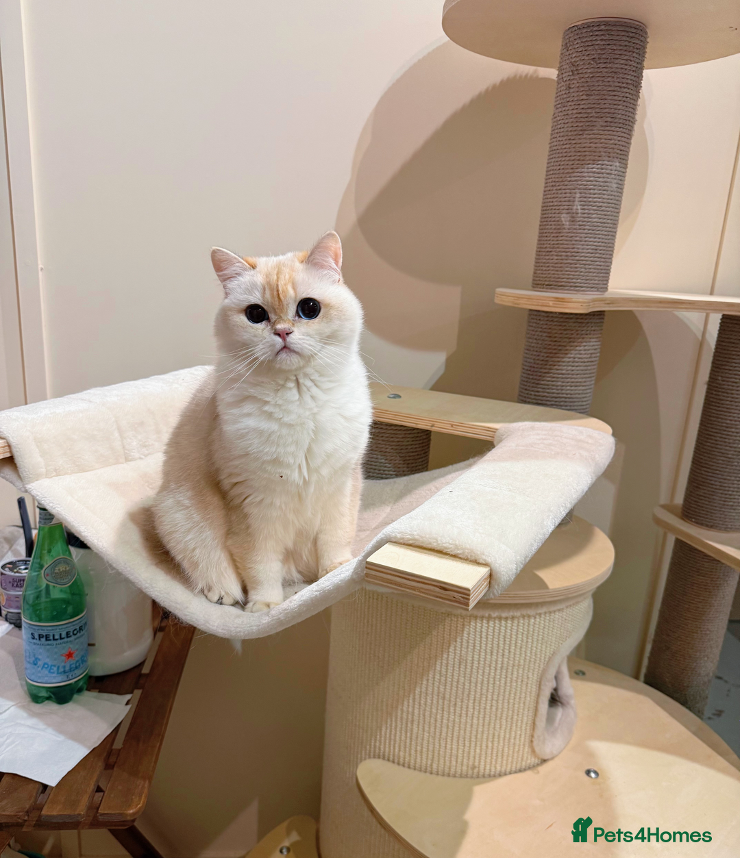 Ragdoll cats for sale: Stunning Ragdoll, BSH & Golden Longhair - Advert 7