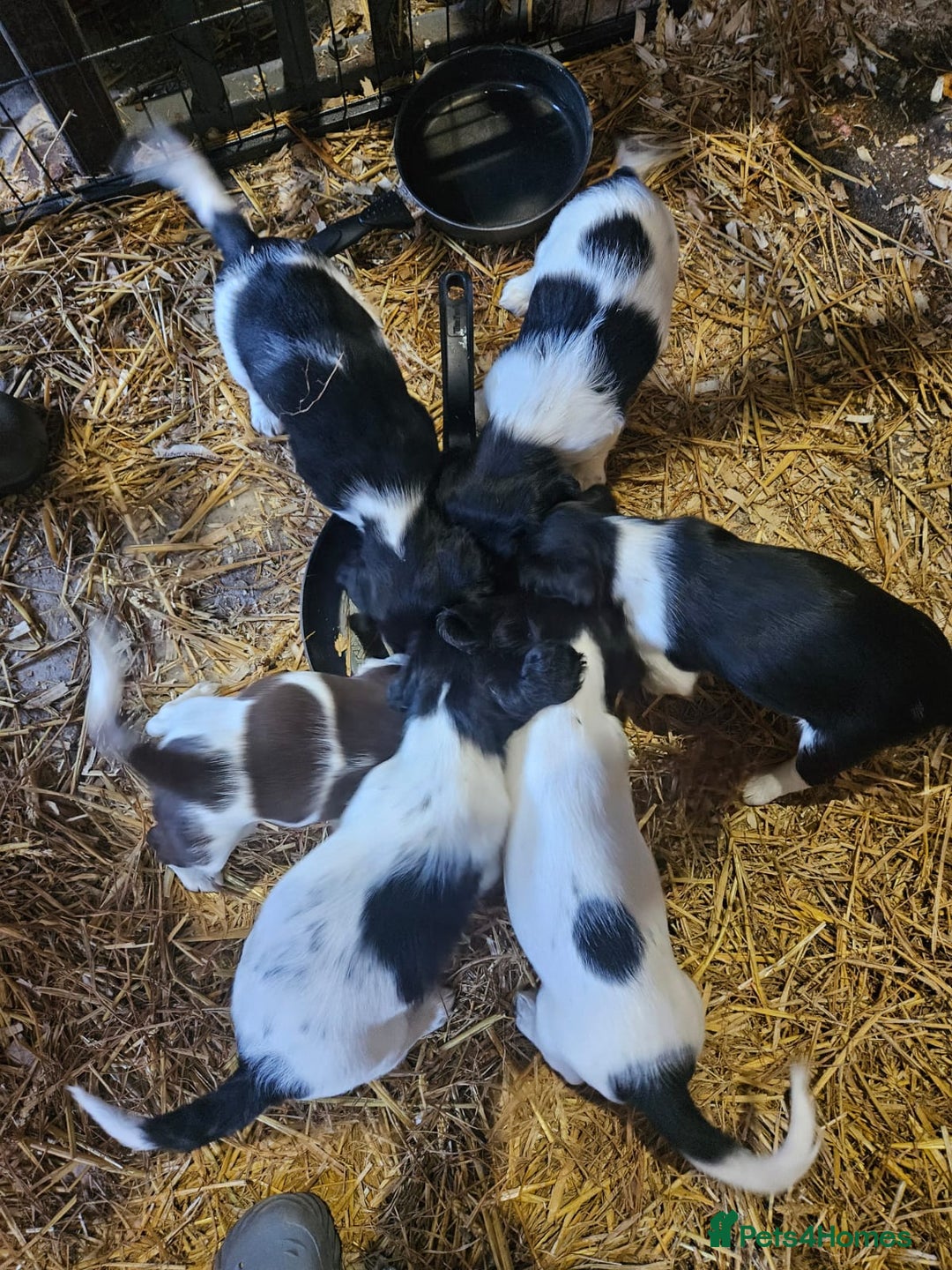 English Springer Spaniel dogs for sale: KC Registered Springer Spaniel Puppies  - Advert 9