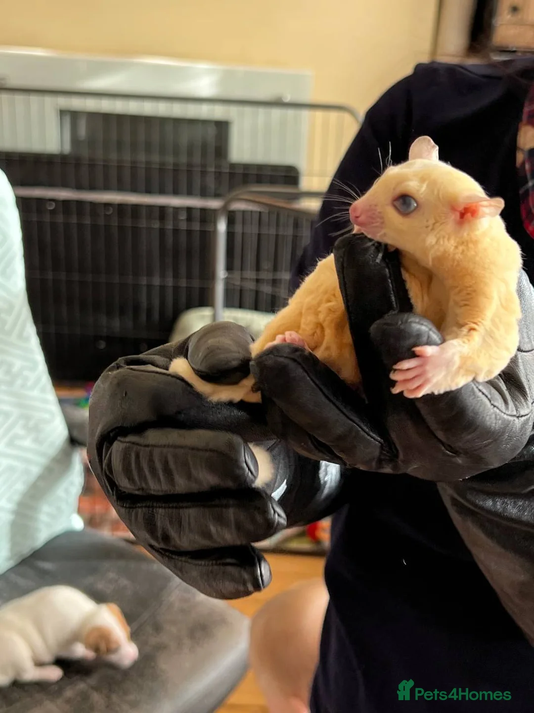 Sugar Glider rodents for sale: ✨ EXCEPTIONAL SUGAR GLIDER CLAN  - Advert 20