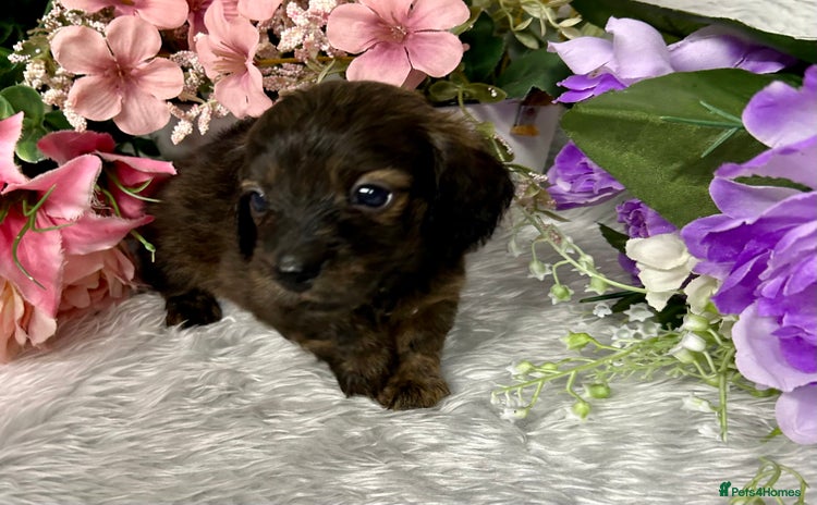 Miniature Dachshund dogs - Advert 4