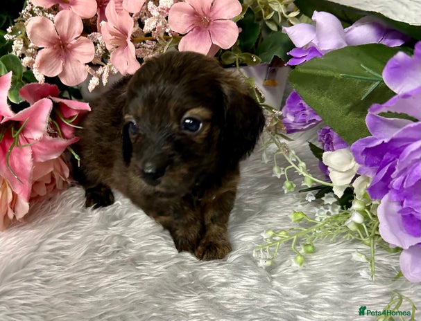 Miniature Dachshund dogs - Advert 4