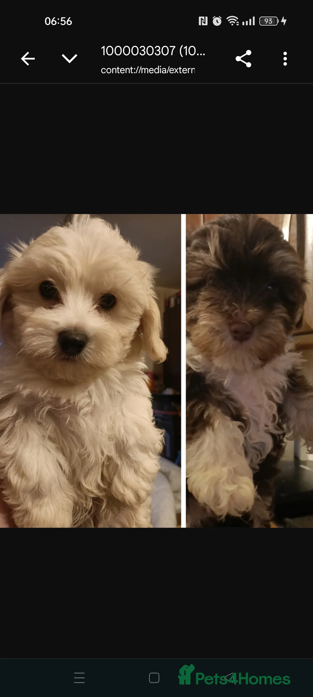 Maltipoo dogs for sale: MALTIPOO Puppies  in Wokingham - Advert 1