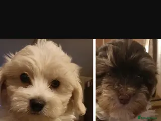 Maltipoo dogs MALTIPOO Puppies in Wokingham - Advert 5