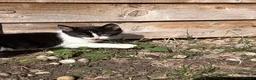 Domestic Shorthair cats for sale: Black and white kittens  - Advert 4