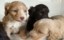 Cockapoo dogs for sale: F1 Cockapoo’s  - Image 6