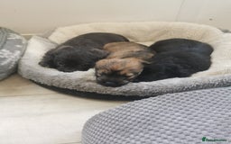 Mixed Breed dogs for sale: Little bundles of schweenie love!  - Image 40