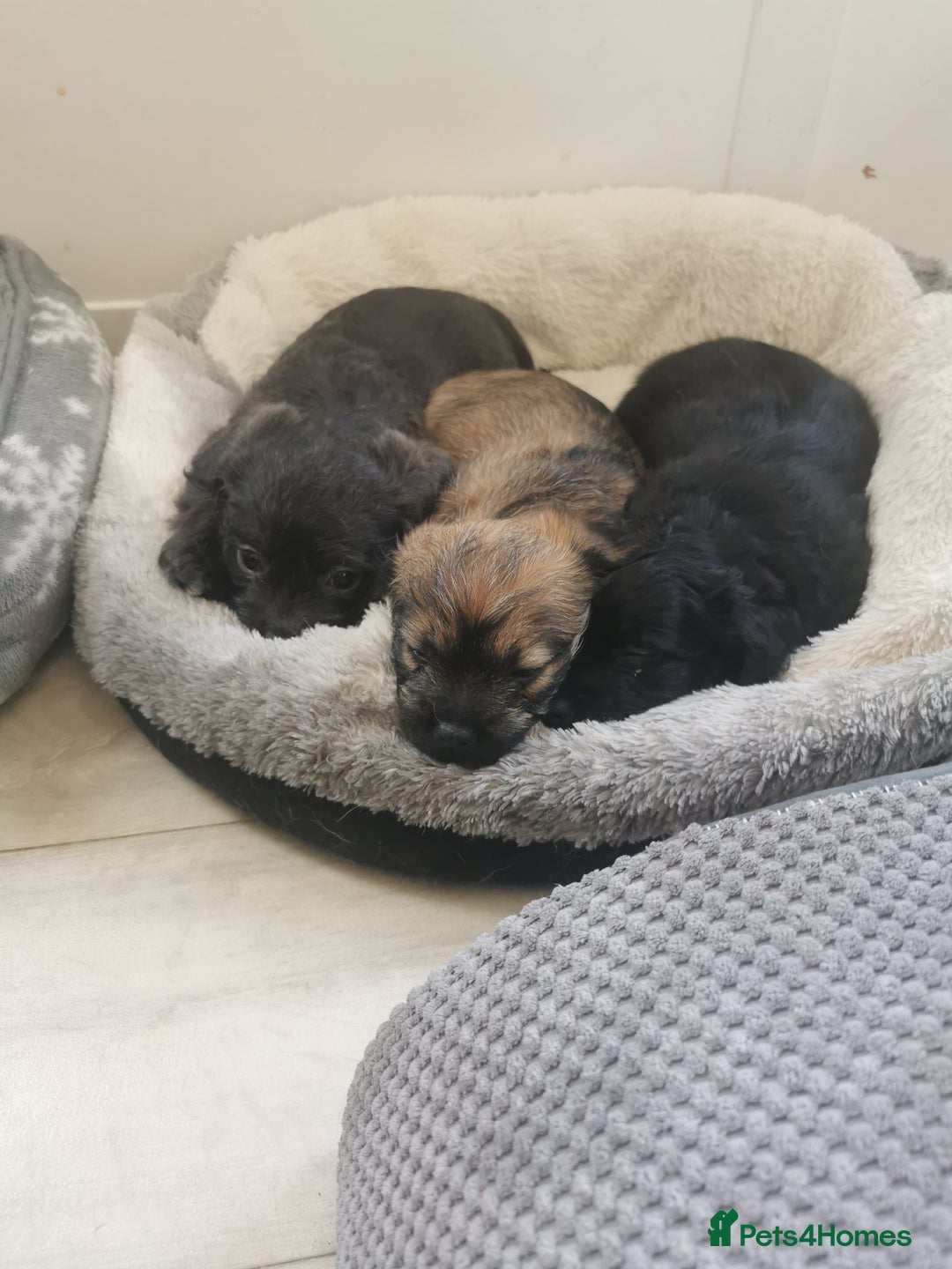 Mixed Breed dogs for sale: Little bundles of schweenie love!  - Image 40