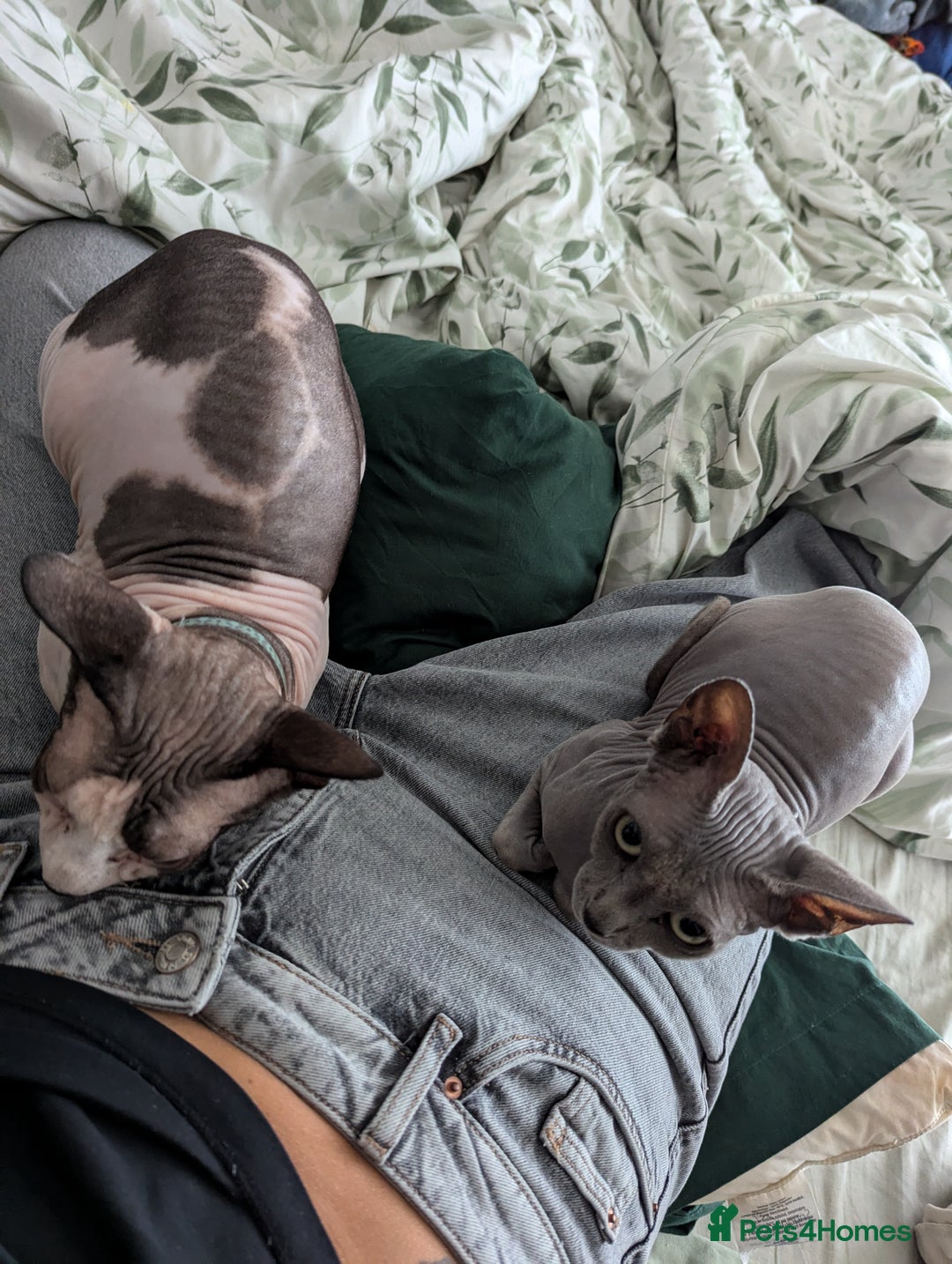 Sphynx cats for sale: Sphynx pair for loving home - Image 3