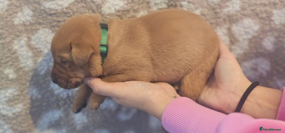 Labrador Retriever dogs for sale: KC Fox Red Labrador Puppys - Advert 35