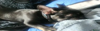 French Bulldog Puppy 4