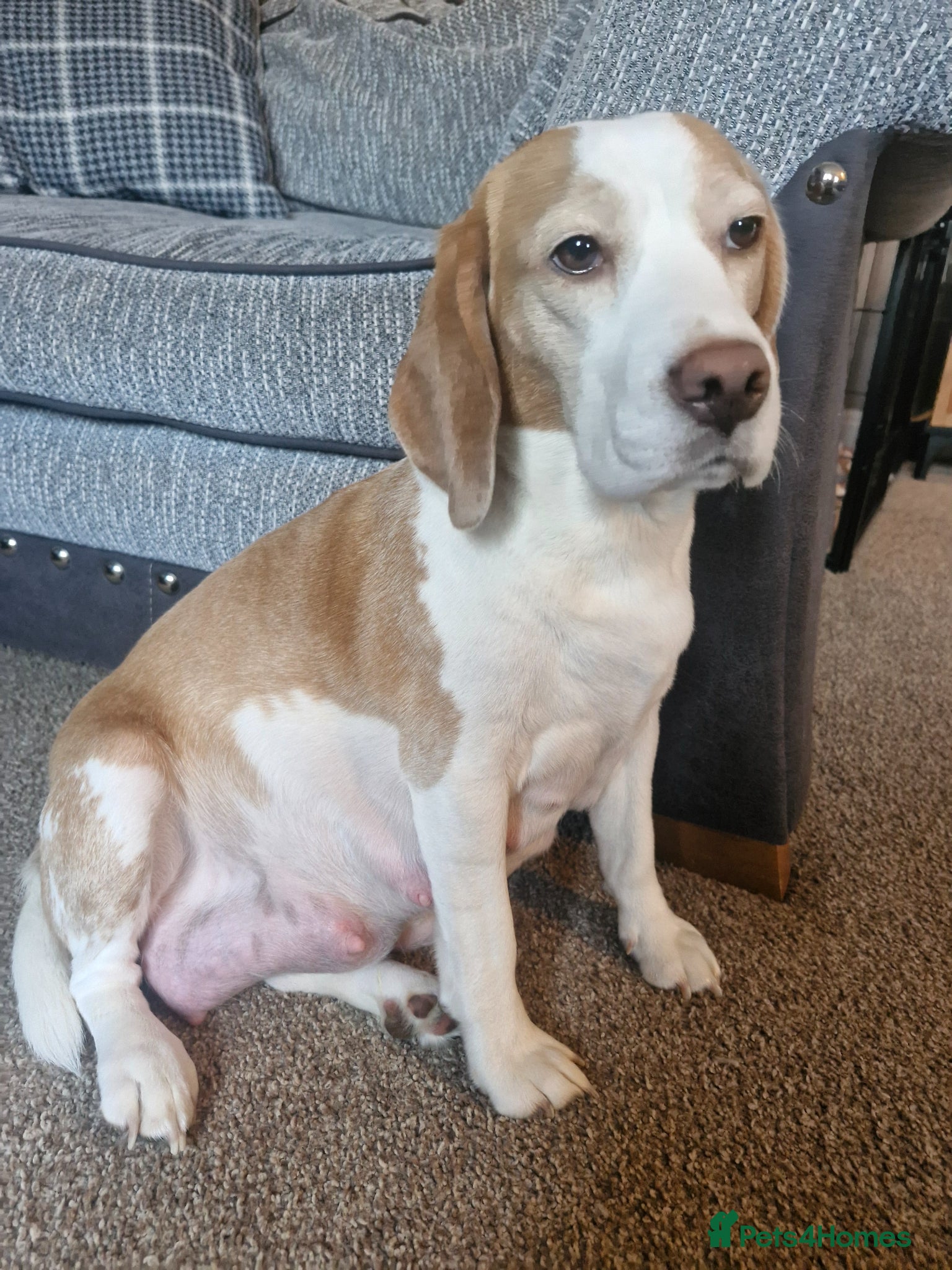 Mixed Breed dogs Poogle Puppies – KC Registered Mum. Due early May” - Advert 1