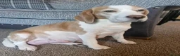Mixed Breed dogs for sale: Poogle Puppies – KC Registered Mum. Due early May” - Advert 1