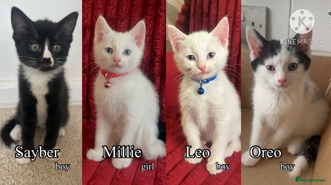 Mixed Breed cats for sale: White and black Kittens  - Advert 1