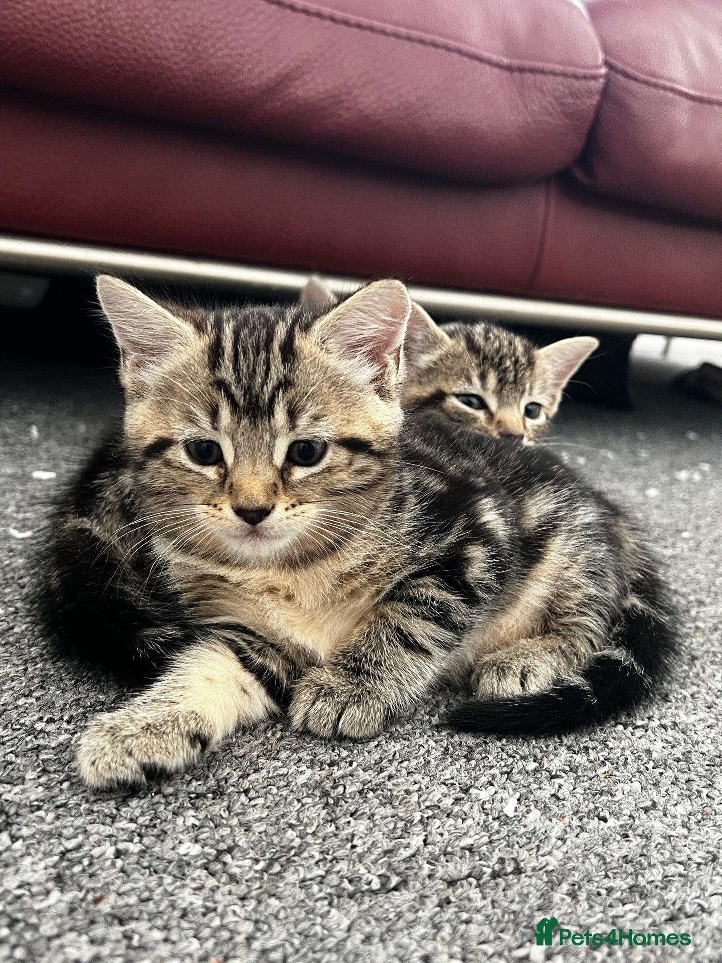 Mixed Breed cats Beautiful tabby kittens for new homes🐈🐈🐈‍⬛ - Advert 2