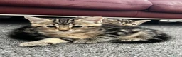 Mixed Breed cats for sale: Beautiful tabby kittens for new homes🐈🐈🐈‍⬛ - Advert 1