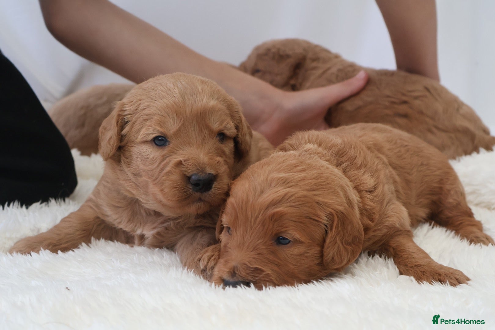Mini Goldendoodle dogs F1 Miniature Goldendoodle’s - Advert 1