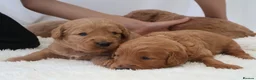 Mini Goldendoodle dogs for sale: F1 Miniature Goldendoodle’s - Advert 1
